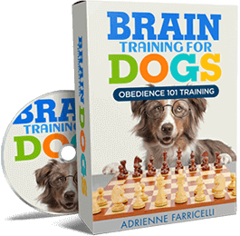 Brain Training for Dog