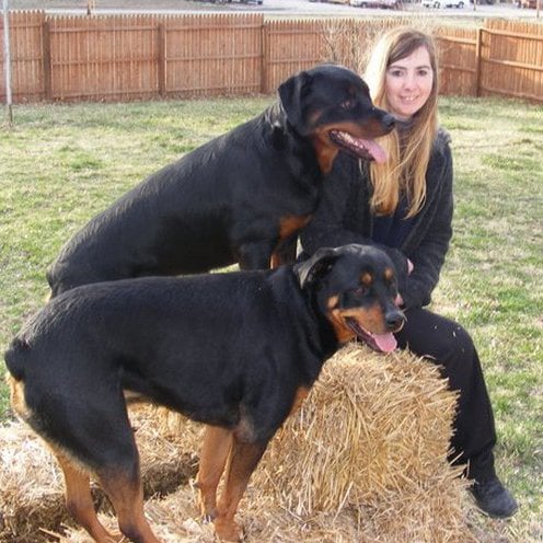 Brain Training for Dogs