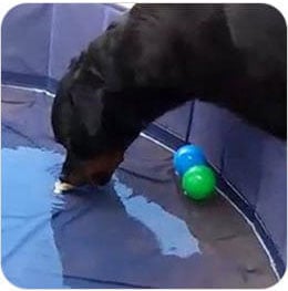 Brain Training for Dogs