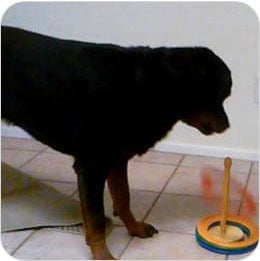 Brain Training for Dogs